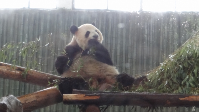 Китайский экспресс на новый год 2016 или 5000 км по Китаю