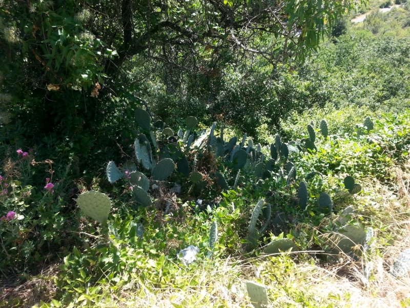 Прованс в июле 2015. Вроде банально, но с загогулиной.