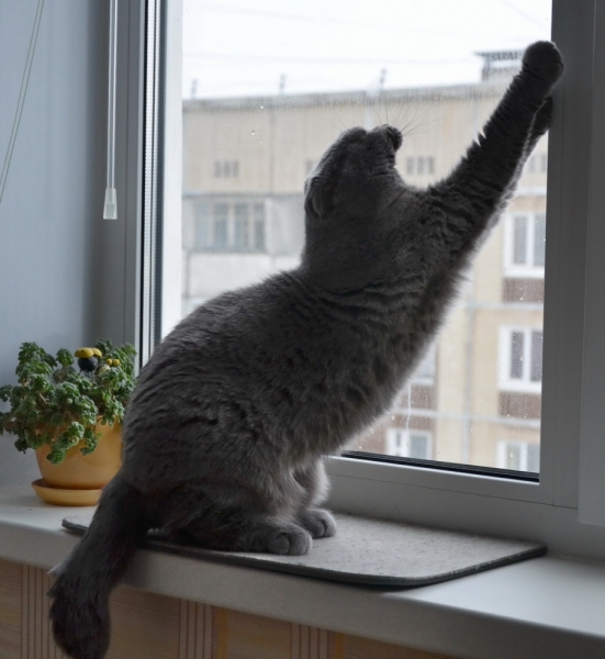 Поговорим о кошках 37