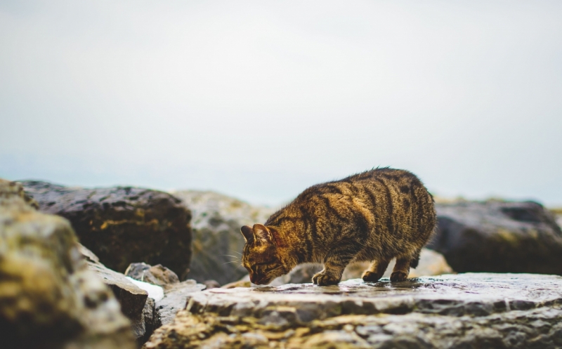 Когда снег в Стамбуле - норма. 2016 новый год