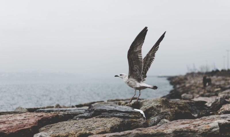 Когда снег в Стамбуле - норма. 2016 новый год