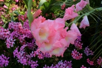 San Deigo California Suites 04