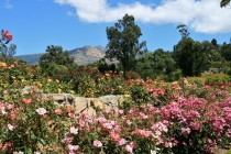 SB Mission Rose garden 03