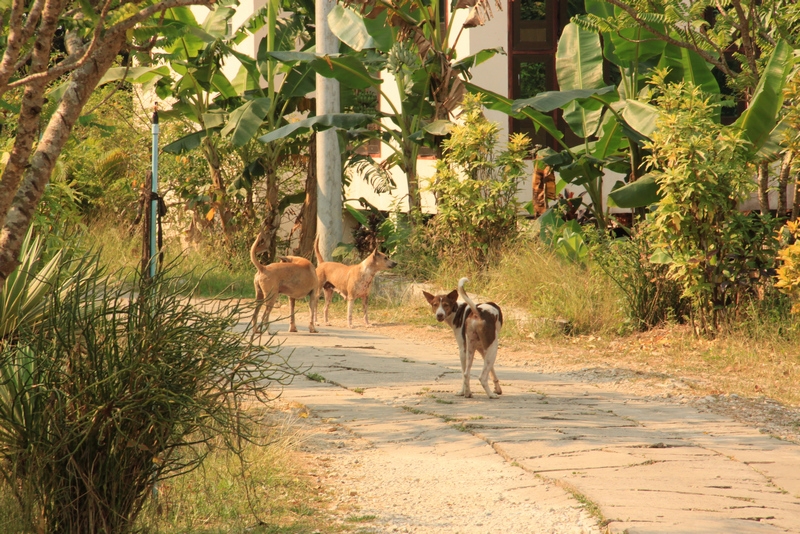 Мьянма весной. Затерянный мир золотых ступ и сияющих улыбок. От Mawlamuine до Monywa