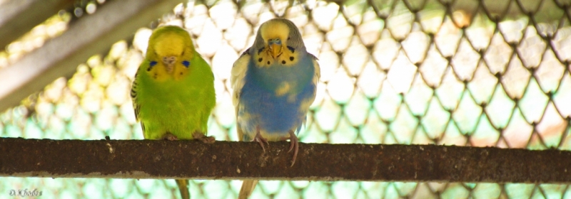 Впечатлениям вдогонку... - север и острова 2015