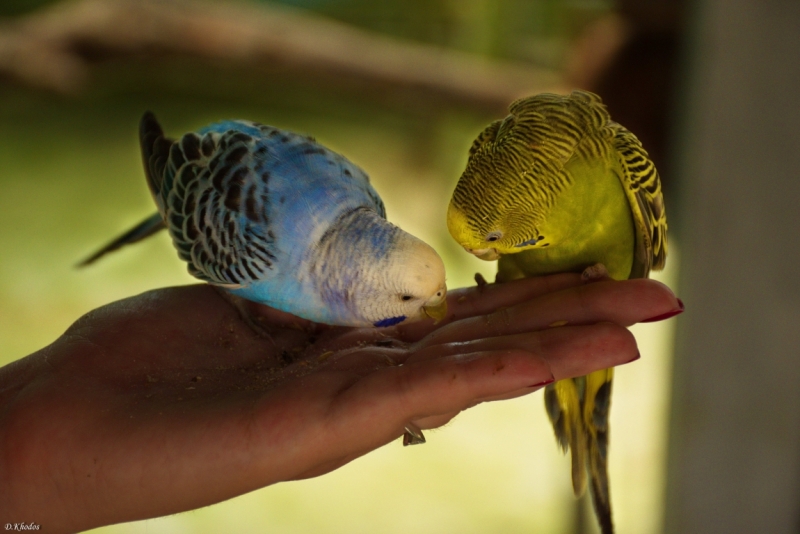 Впечатлениям вдогонку... - север и острова 2015