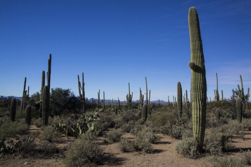 Новый год в Аризоне (27 декабря 2015 - 7 января 2016)