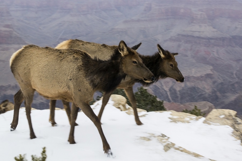 Новый год в Аризоне (27 декабря 2015 - 7 января 2016)