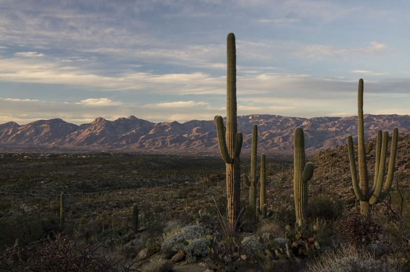Новый год в Аризоне (27 декабря 2015 - 7 января 2016)