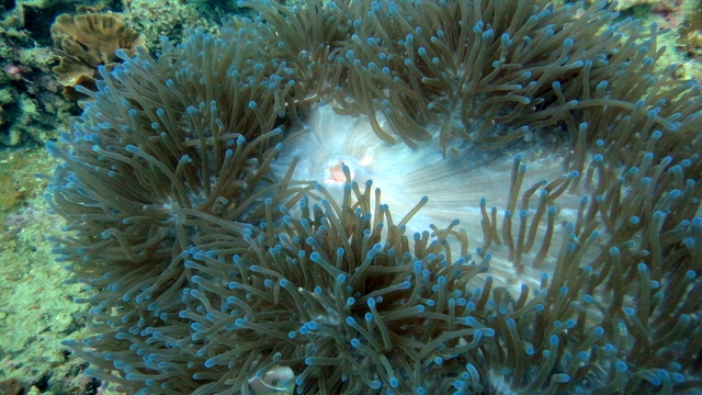 Дайвинг на Симиланах и Ко Тао