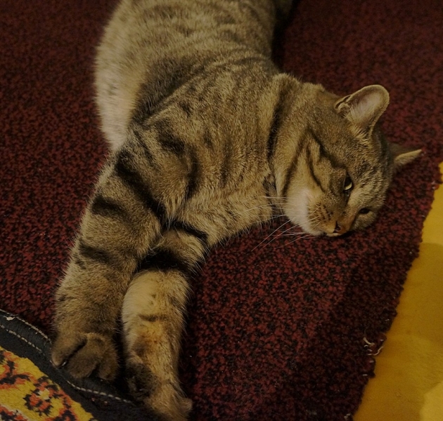 Поговорим о кошках38