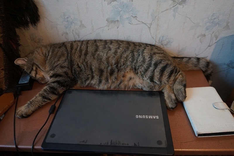 Поговорим о кошках38