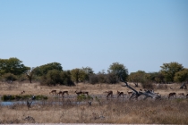 16 дней по Намибии, зимний июнь 2011