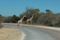16 дней по Намибии, зимний июнь 2011