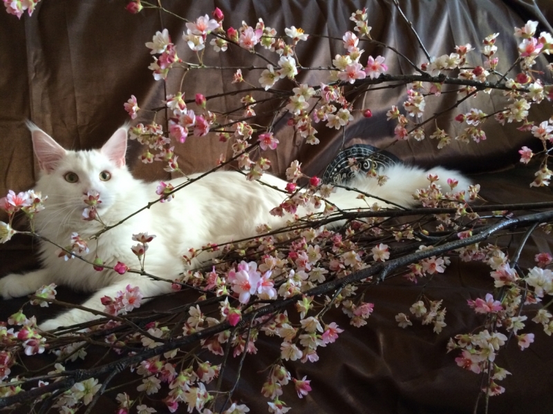 Поговорим о кошках38