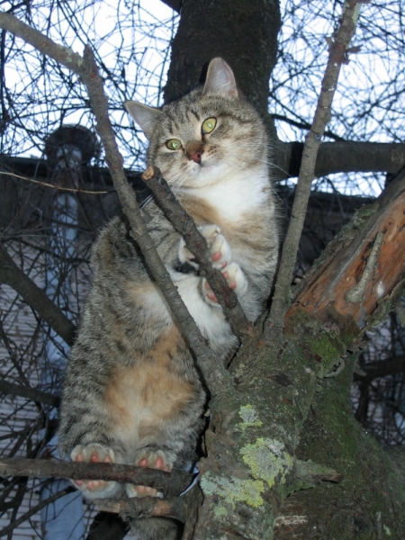 Поговорим о кошках38