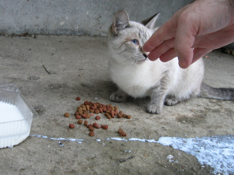 Поговорим о кошках38