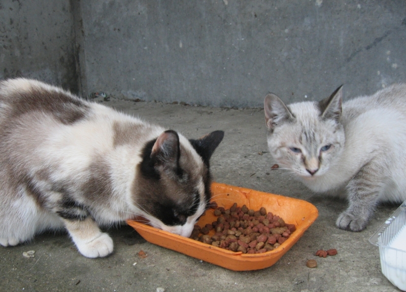 Поговорим о кошках38