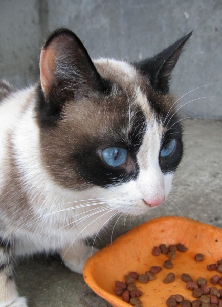 Поговорим о кошках38