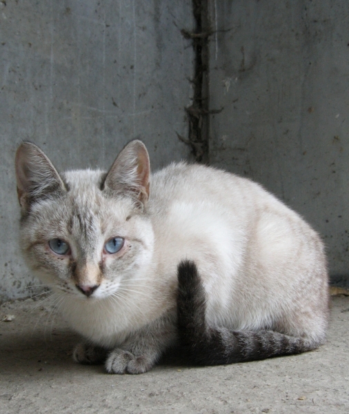 Поговорим о кошках38