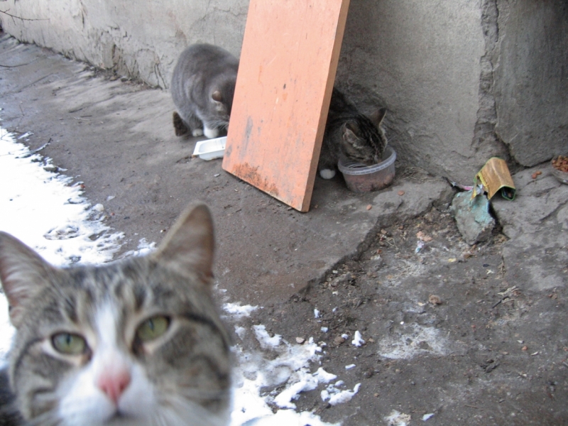 Поговорим о кошках38