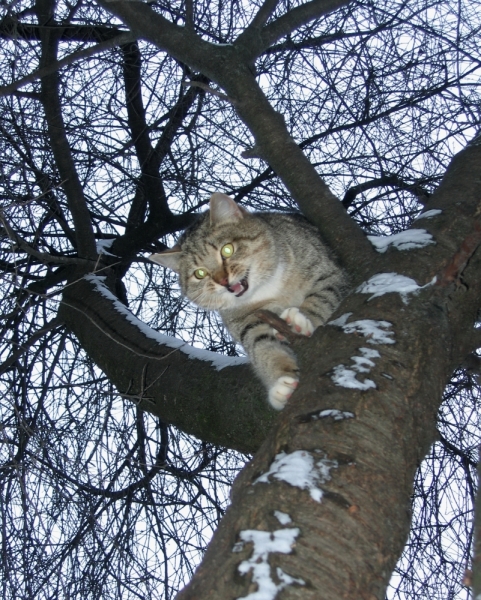 Поговорим о кошках38