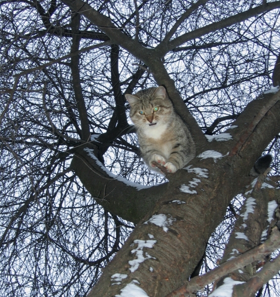 Поговорим о кошках38