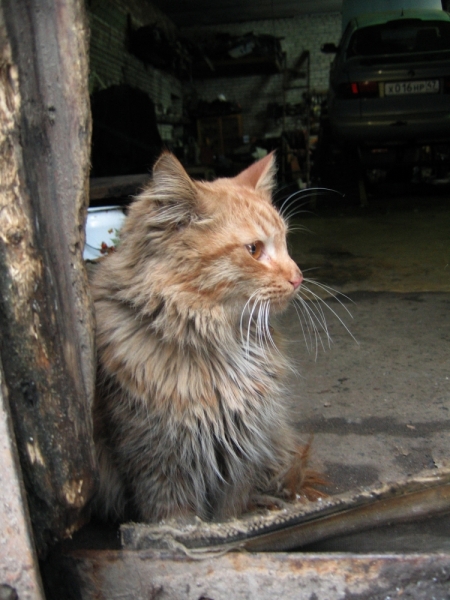 Поговорим о кошках38