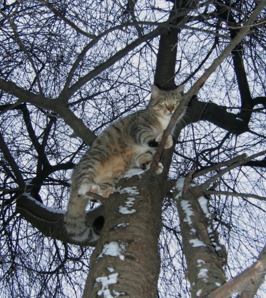 Поговорим о кошках38