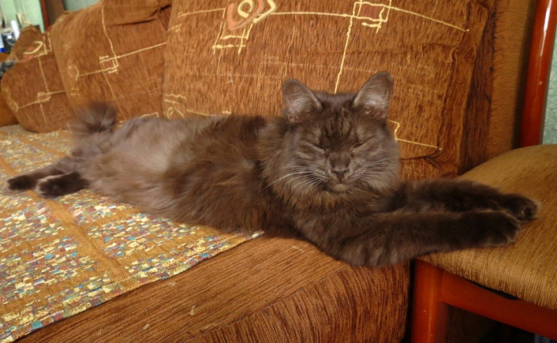 Поговорим о кошках38