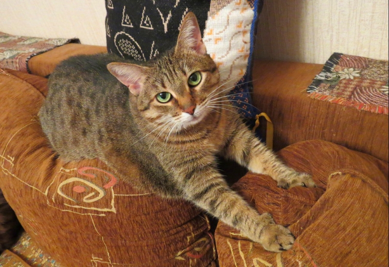 Поговорим о кошках38