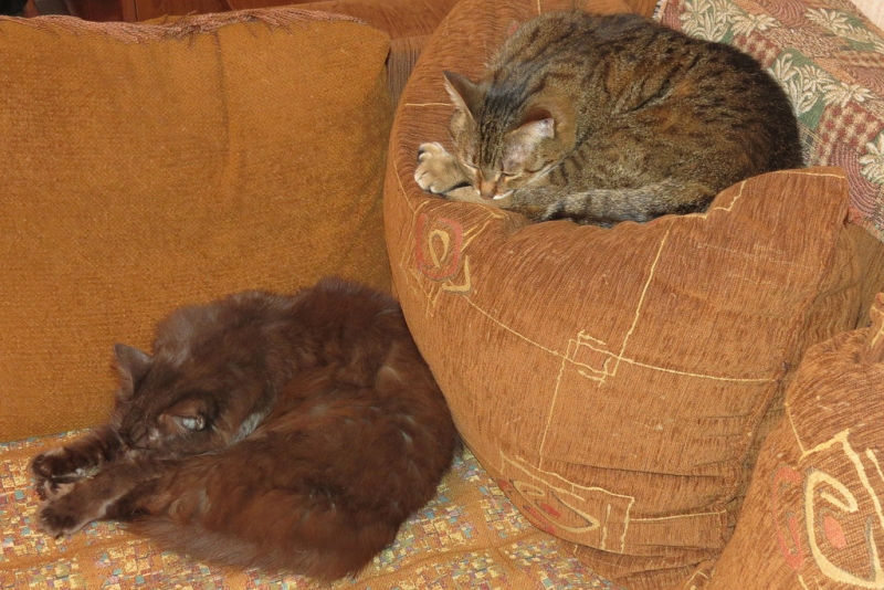 Поговорим о кошках38