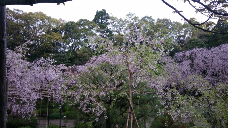 Цветение сакуры и не только в круизе Sapphire Princess 10-24 апреля 2015