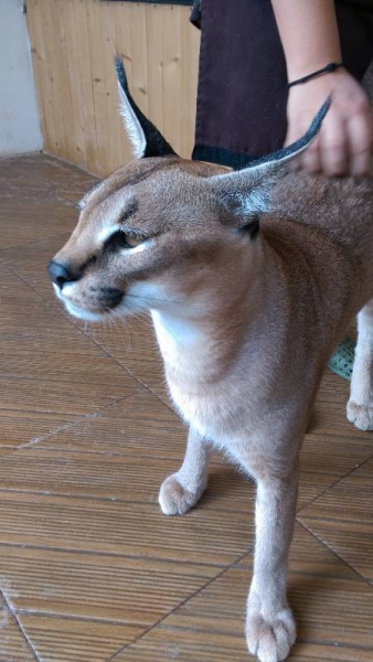 Бюджетный Бангкок