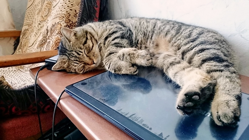 Поговорим о кошках38