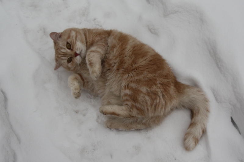 Поговорим о кошках38