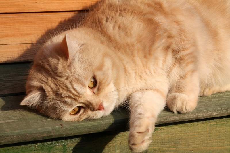 Поговорим о кошках38