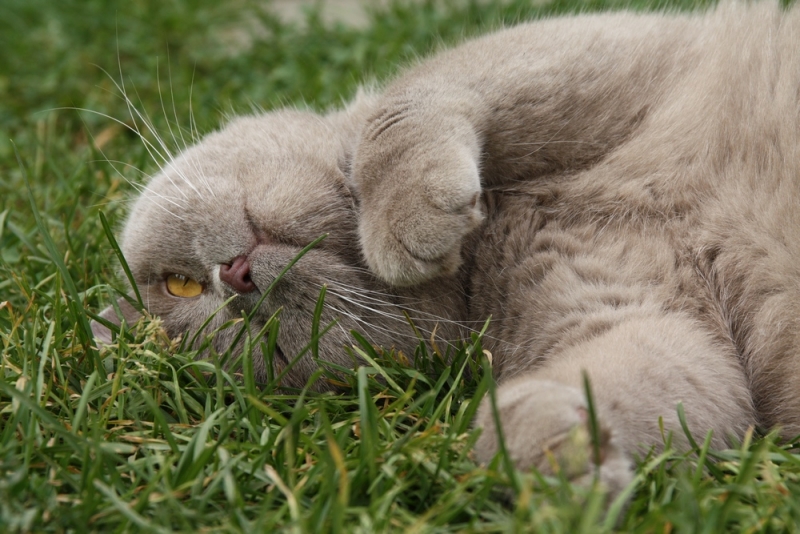 Поговорим о кошках38