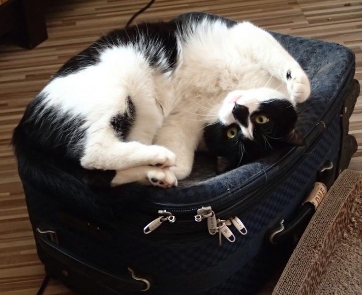 Поговорим о кошках38