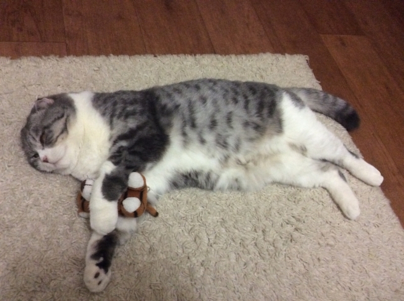 Поговорим о кошках38