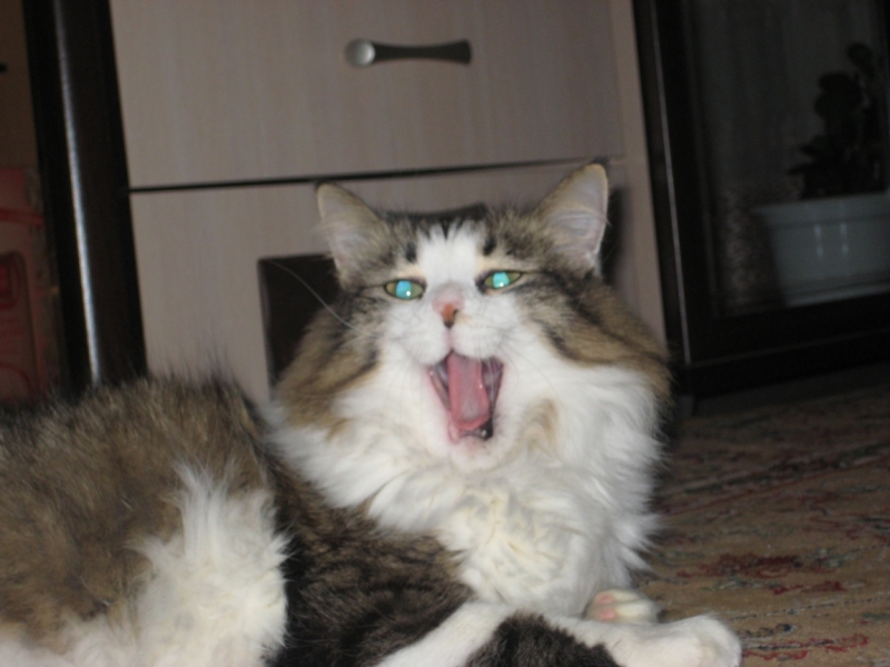 Поговорим о кошках38