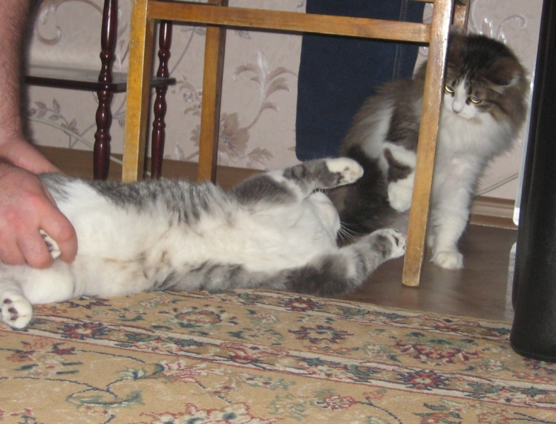 Поговорим о кошках38