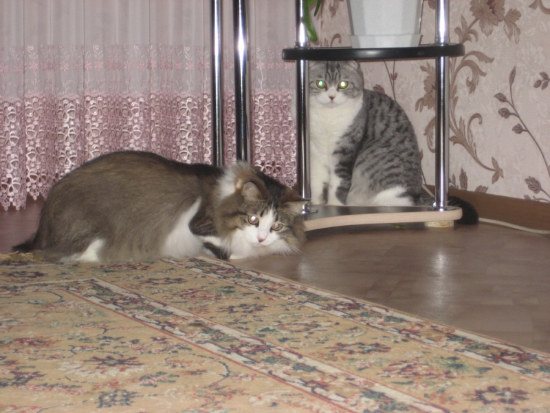 Поговорим о кошках38