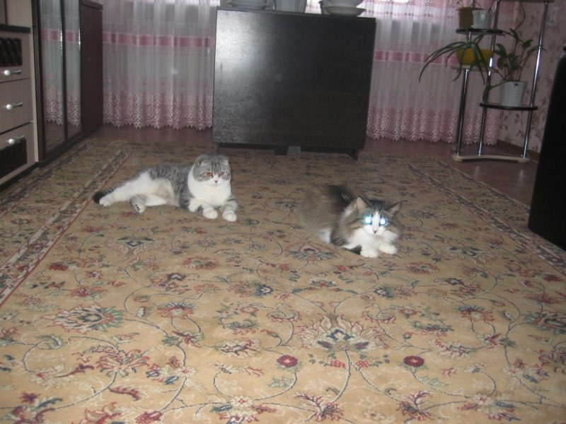 Поговорим о кошках38