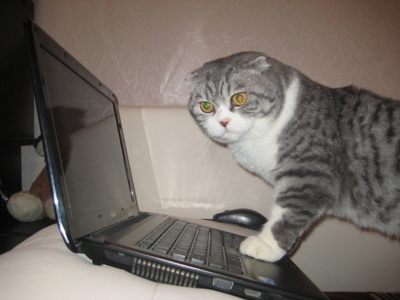 Поговорим о кошках38