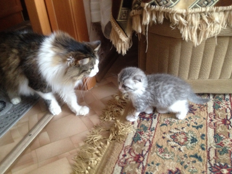 Поговорим о кошках38