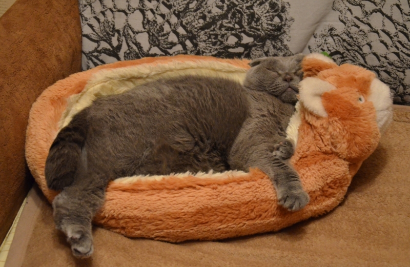 Кошки в нашей жизни. Кошки и все, что с ними связано.