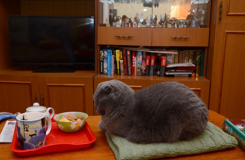 Поговорим о кошках38