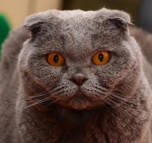 Поговорим о кошках38