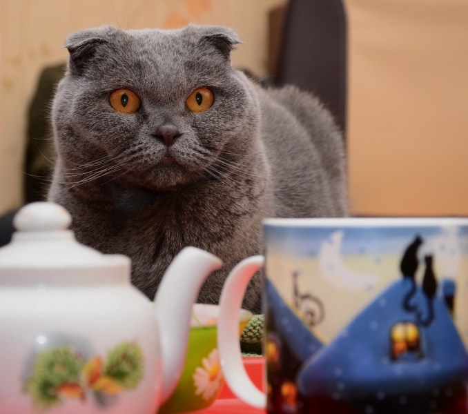 Поговорим о кошках38